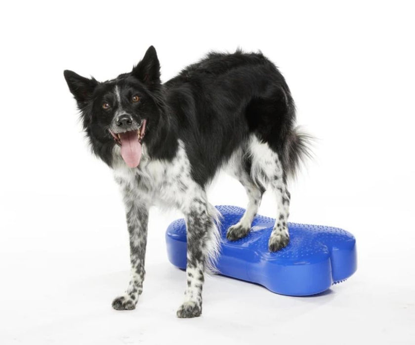 FitPAWS in UK - Dog Rehabilitation Equipment - Improve Strength, Motion & Mobility