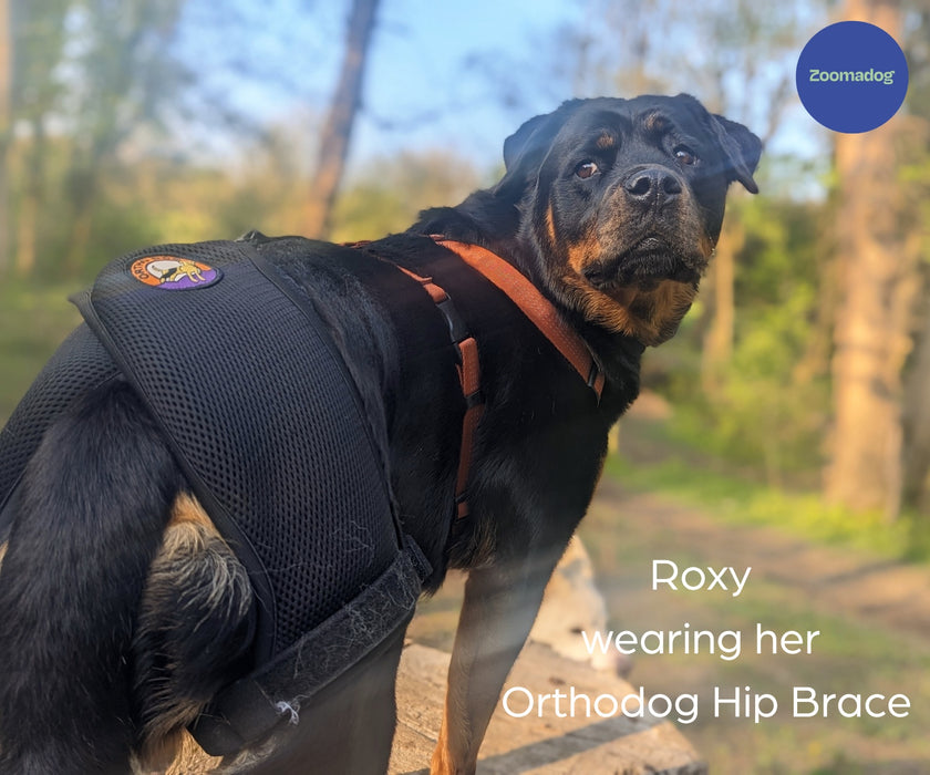 Orthodog Dog Hip Brace