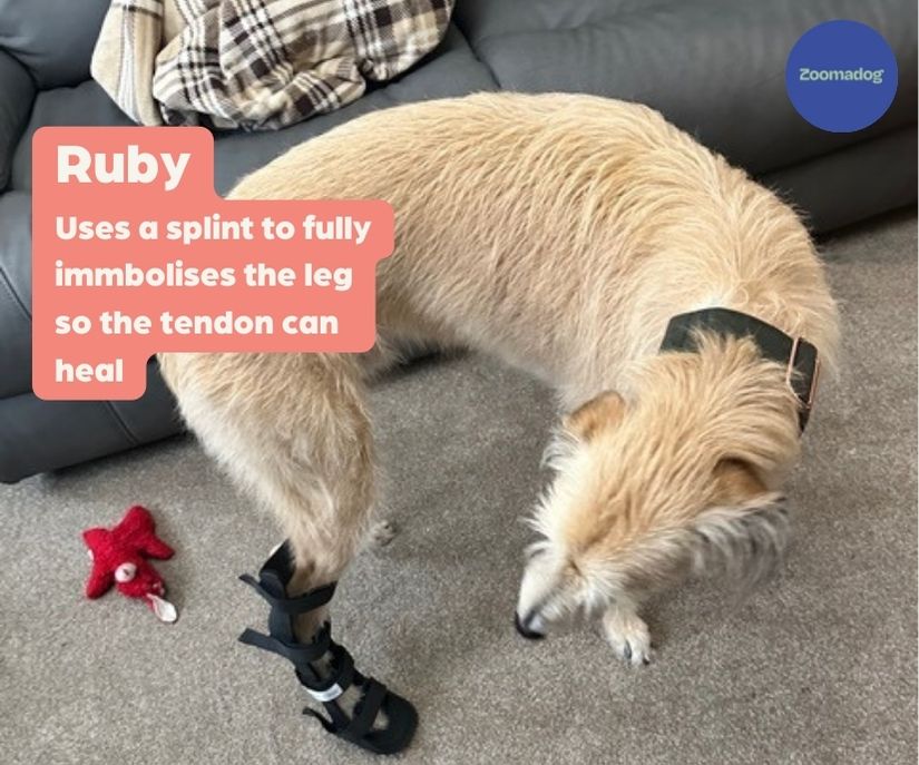 40% Off - Walkin' Full Adjustable Dog Splint - Front or Back Leg (firm)