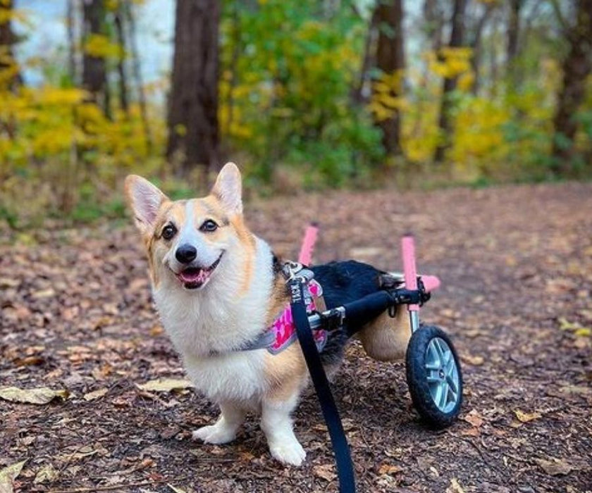 Corgi Dog Wheelchair UK