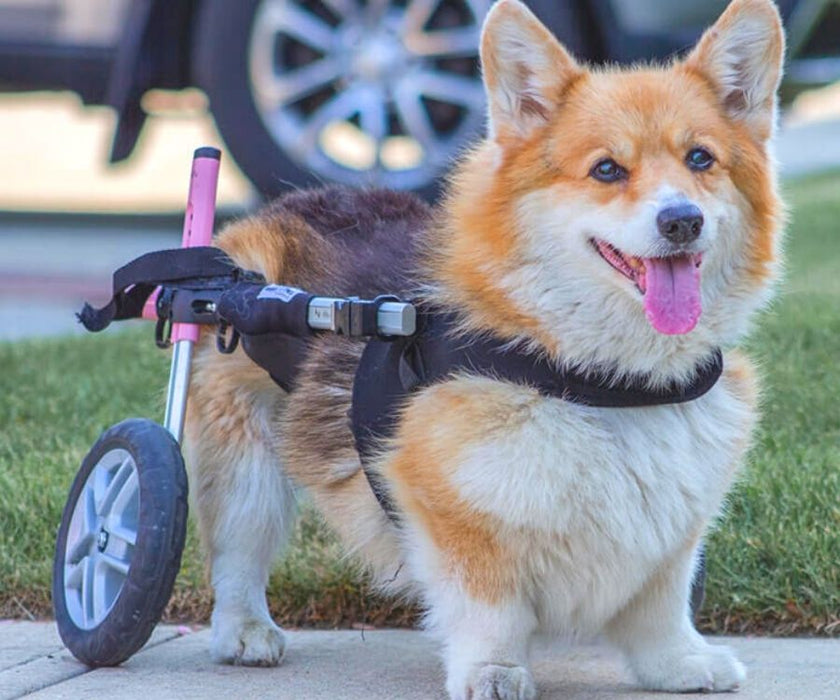 Corgi Dog Wheelchair UK