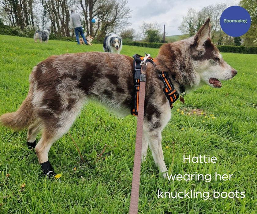 Walkabout Dog Knuckling Protection Boots (single boot)