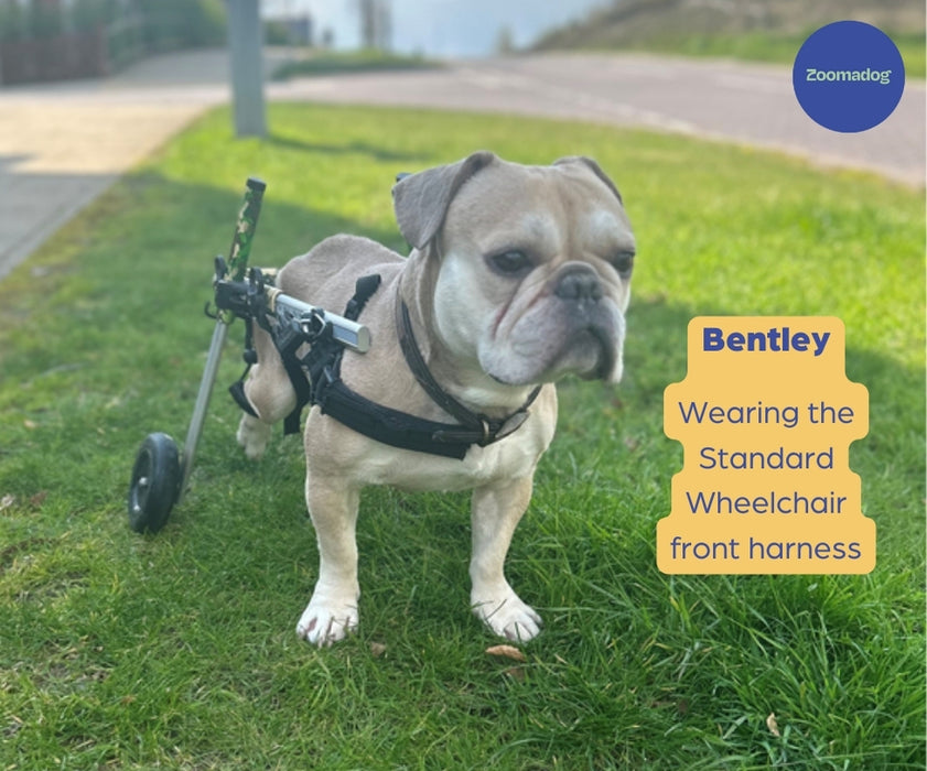 Standard Front Neoprene Harness for Dog Walkin' Wheelchair (Replacement)
