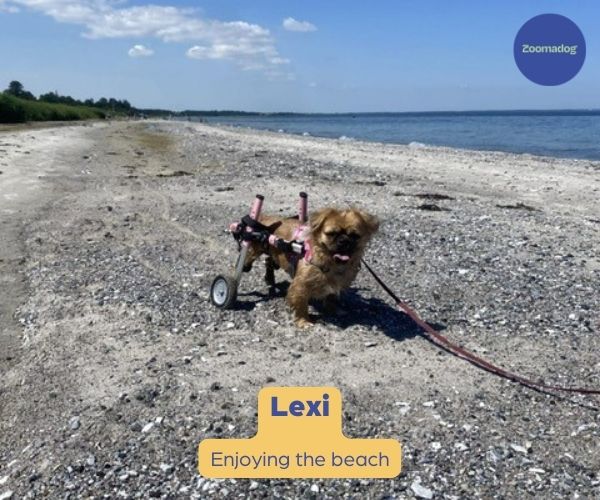 Dog Wheelchair UK - Walkin Wheels