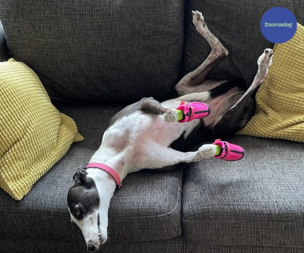 Hunnyboots - Set of Two Greyhound Boots V4 (a pair)