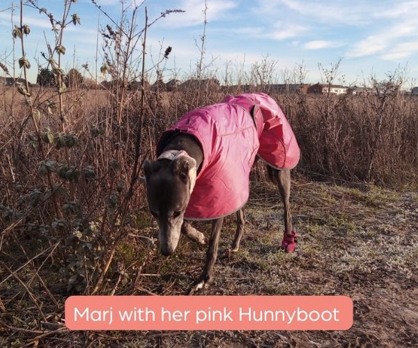 Hunnyboots - Set of Two Greyhound Boots V4 (a pair)