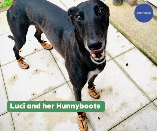 Hunnyboots - Set of Two Greyhound Boots V4 (a pair)