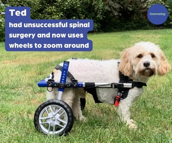 Cockapoo Dog Wheelchair UK