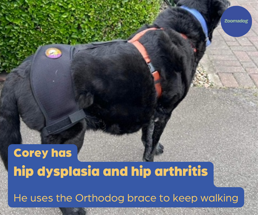 Orthodog Dog Hip Brace