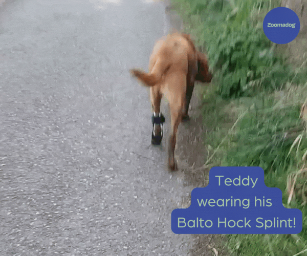 Teddy has arthritis, wearing the Balto hock splint