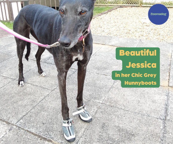 Hunnyboots - Set of Two Greyhound Boots V4 (a pair)