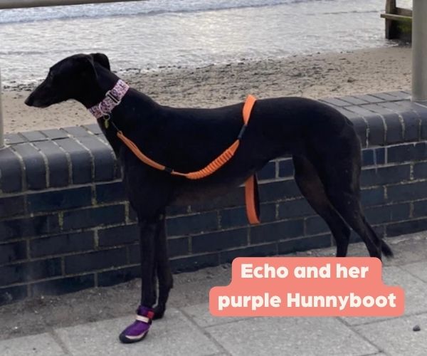Hunnyboots - Set of Two Greyhound Boots V4 (a pair)