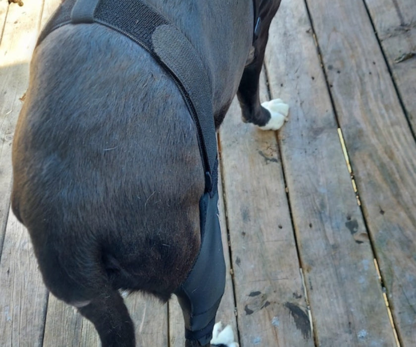 Tailwindpets Cruciate Hinged Dog Knee Brace + Harness