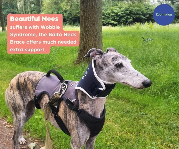 Balto® Neck - Rigid Dog Neck Brace