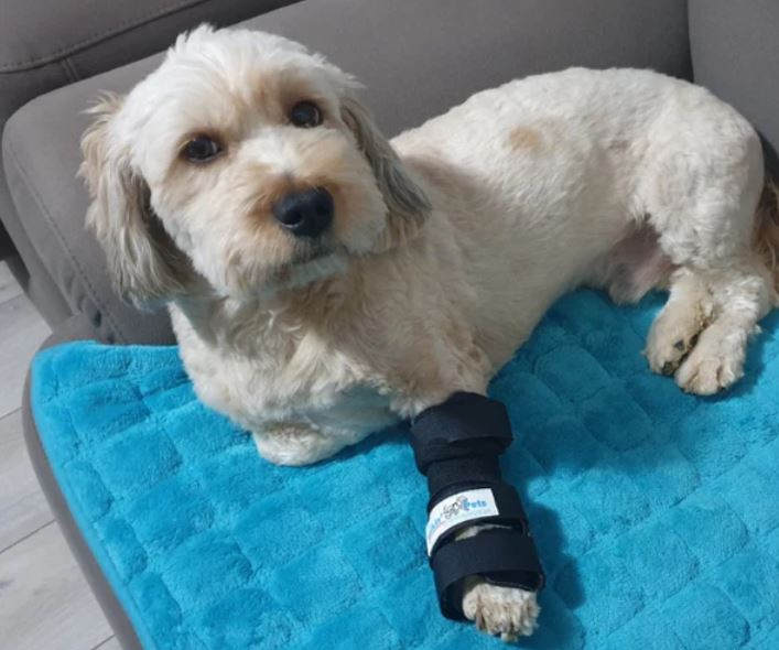 "Alfie has hyperflexion in his carpus and this has really helped support his carpal joint"