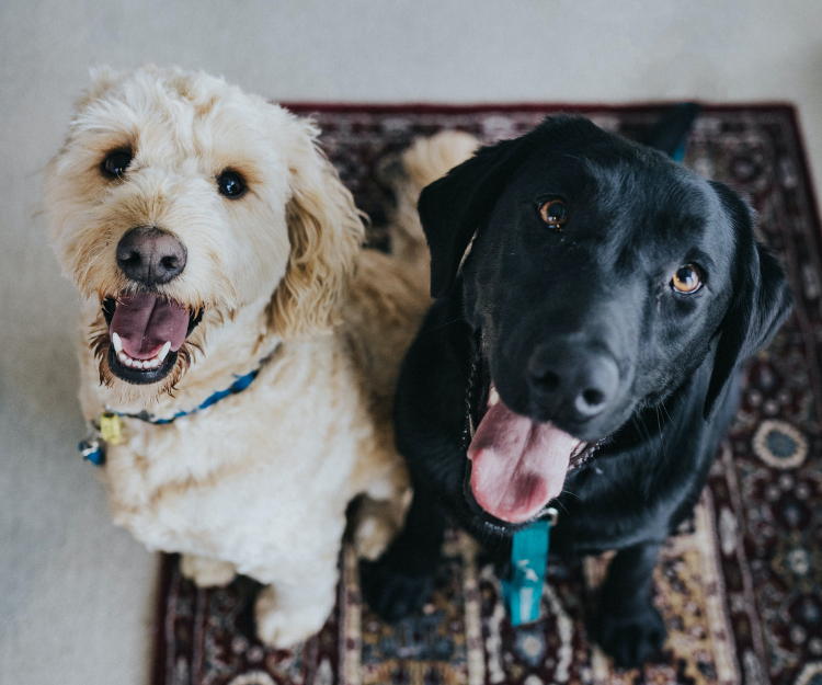 "Our black labrador has had a sustained Achilles Tendon injury, making him miserable and refusing to leave the house"