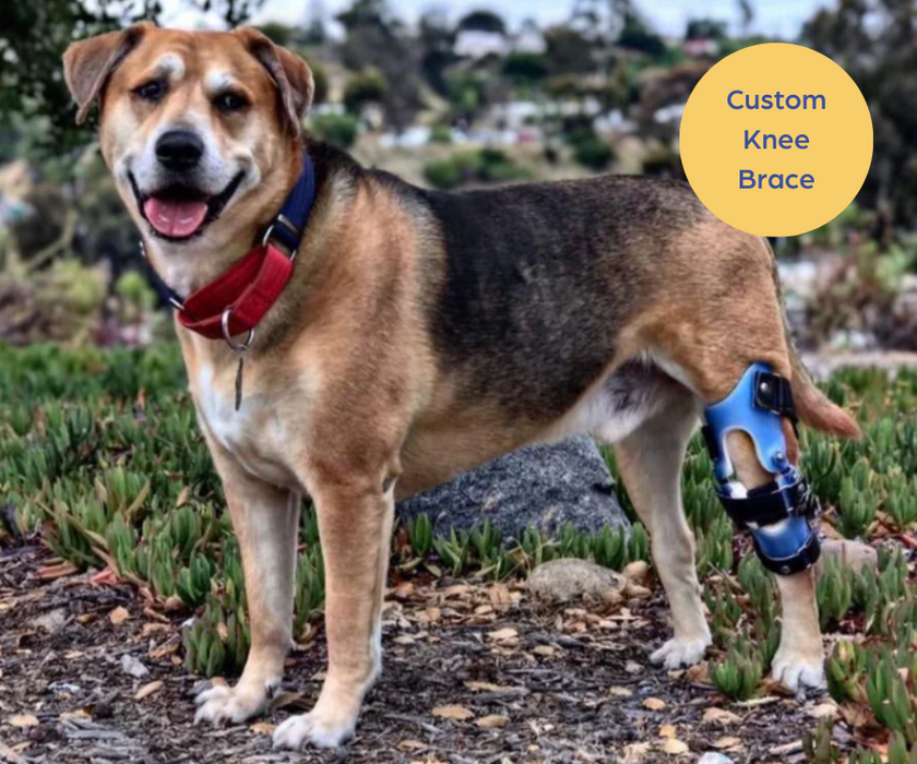 Custom Knee Brace for Your Dog UK - For Cruciate Ligaments, Arthritis or Weak Knees