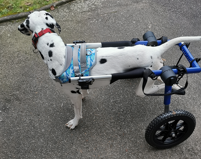 "Hannah had unsuccessful spinal surgery leaving her completely paralysed. After recovering for 6 weeks, we got her a dog wheelchair"