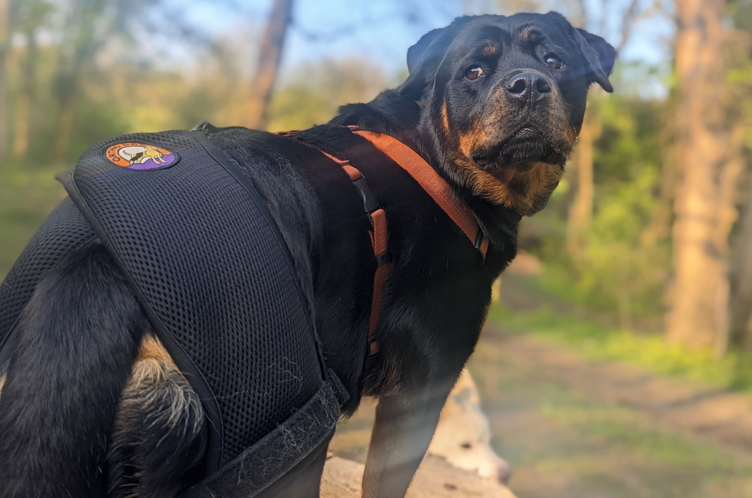 "It’s amazing. My dog stopped walking and standing completely because of arthritis but a couple of hours after wearing this she started to stand and wander around by herself."