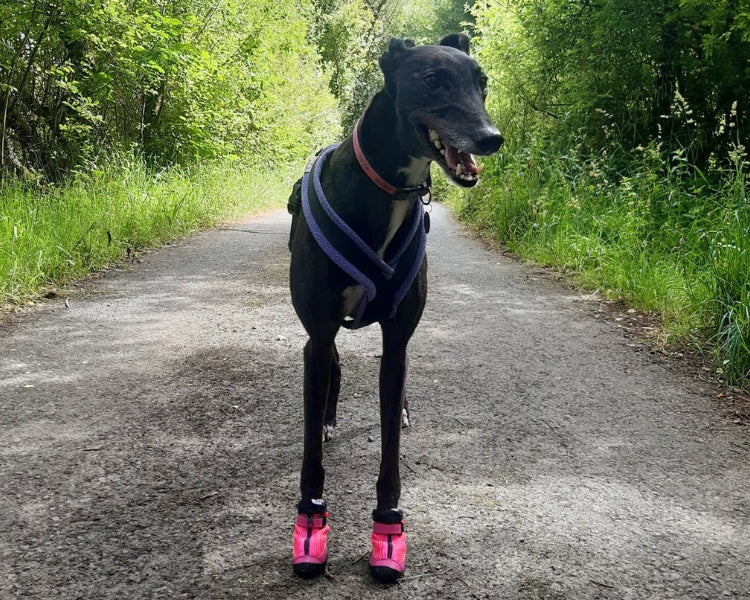 Greyhound Boots