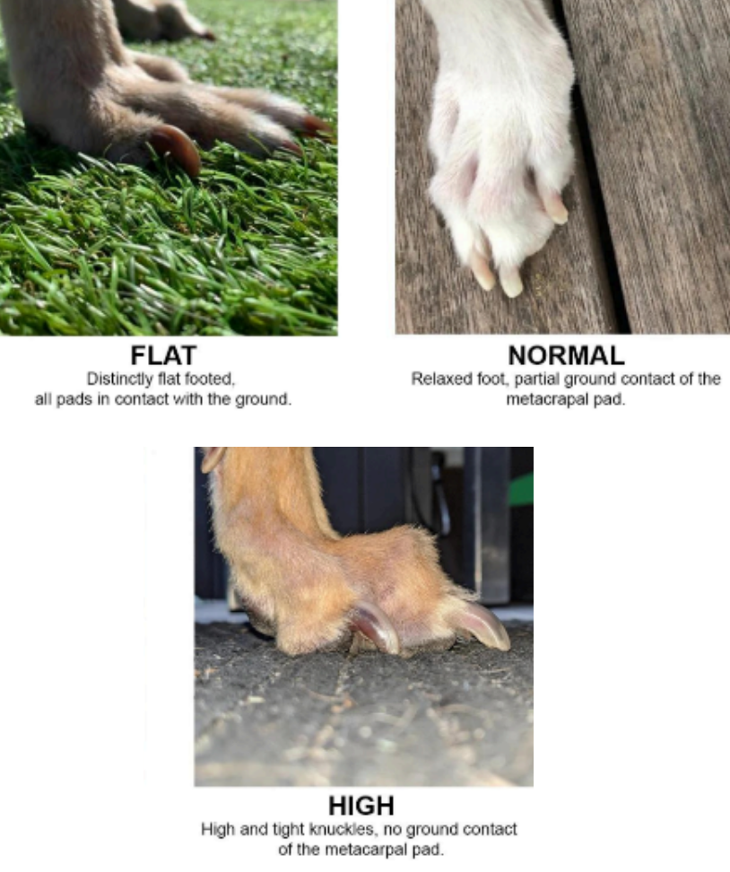 Check Knuckle Type