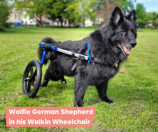 About Dog Wheelchairs
