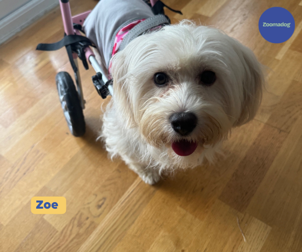 Dog Wheelchair UK - Walkin Wheels