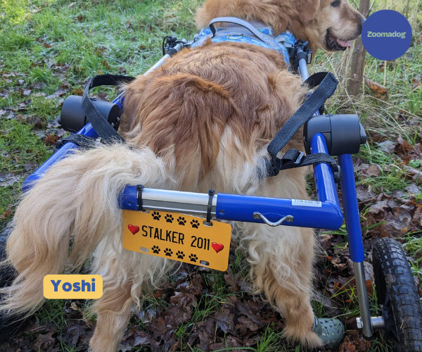 Dog Wheelchair UK - Walkin Wheels