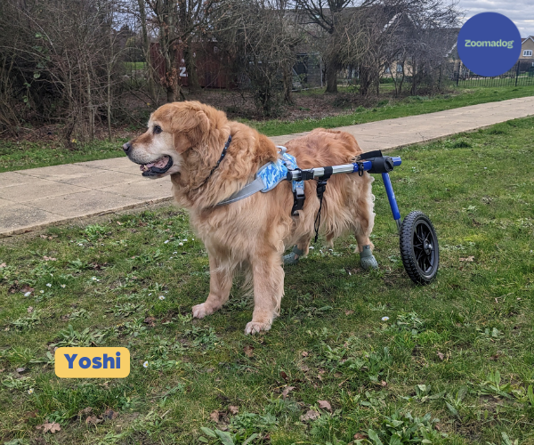 Dog Wheelchair UK - Walkin Wheels