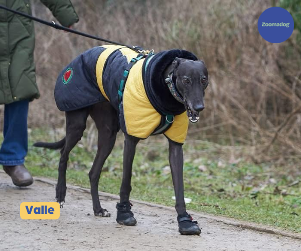 Hunnyboots - Set of Two Greyhound Boots V4 (a pair)
