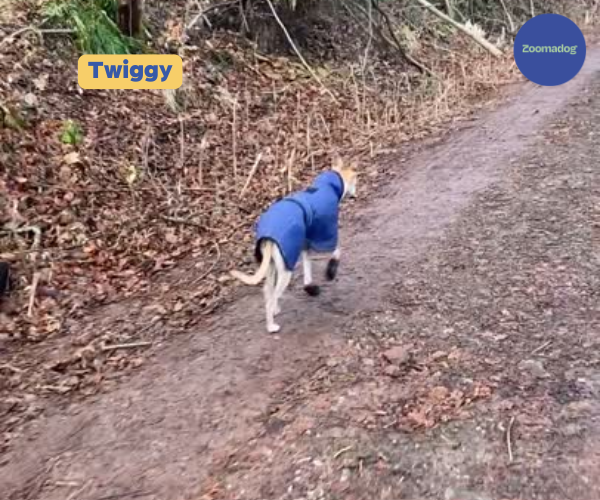 Hunnyboots - Set of Two Greyhound Boots V4 (a pair)