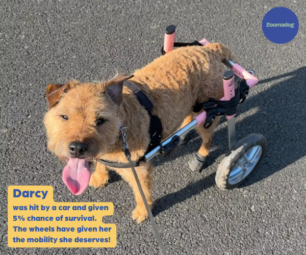 Dog Wheelchair UK - Walkin Wheels