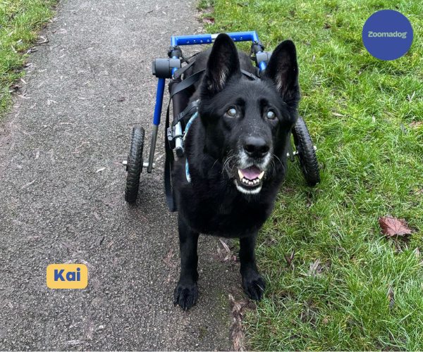 Dog Wheelchair UK - Walkin Wheels