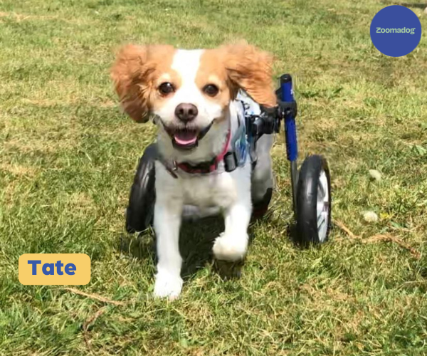 Dog Wheelchair UK - Walkin Wheels