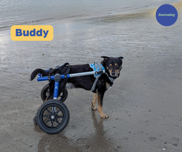 Dog Wheelchair UK - Walkin Wheels