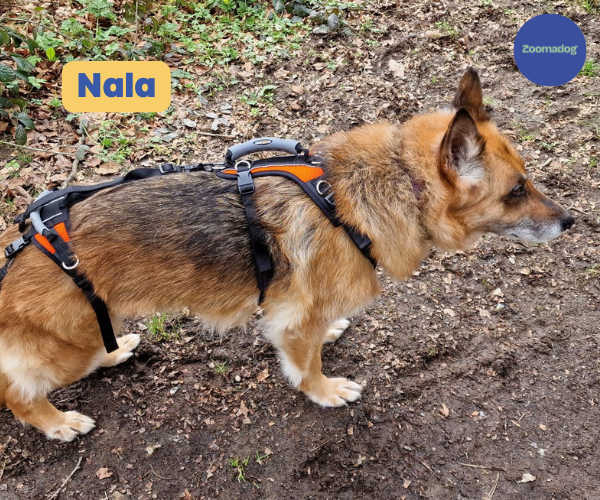 Help Em Up Harness - The Complete Dog Lifting Harness