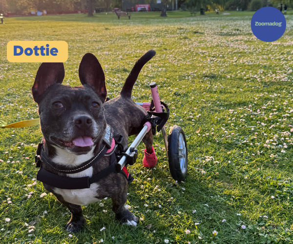 Dog Wheelchair UK - Walkin Wheels