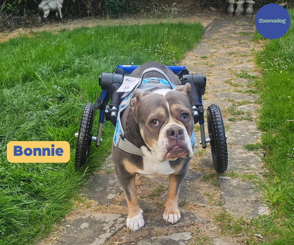 Dog Wheelchair UK - Walkin Wheels
