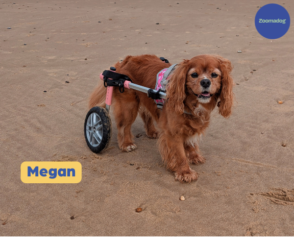Dog Wheelchair UK - Walkin Wheels