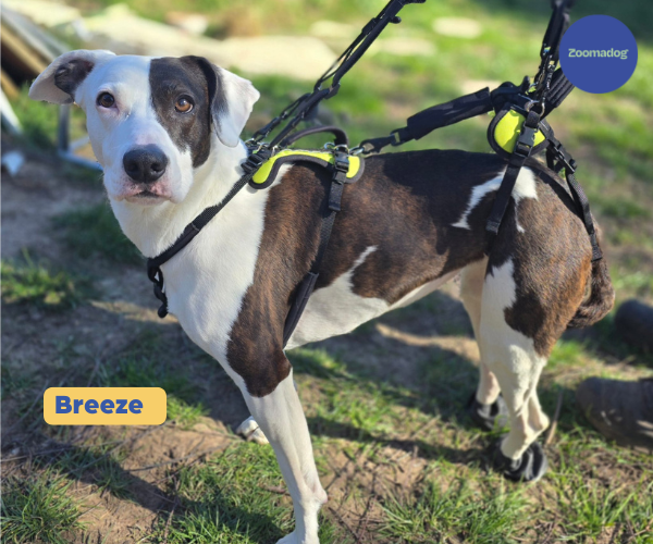 Help Em Up Harness - The Complete Dog Lifting Harness