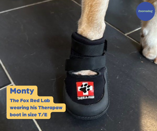 Therapaw Protective Dog Boot (Single Boot) - Extra Thick Sole
