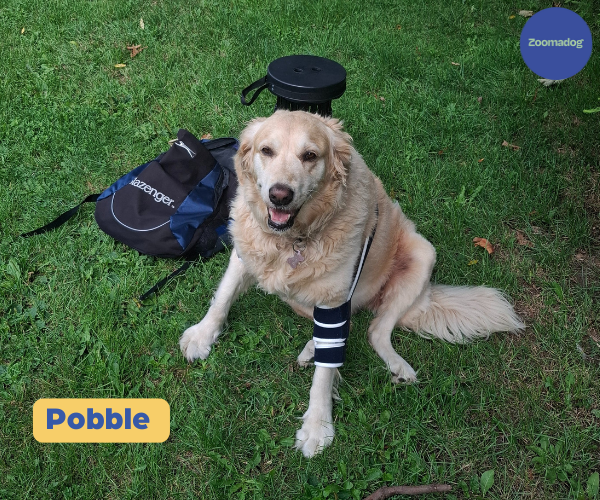 Balto® Soft - Single Dog Elbow Brace (moderate support)