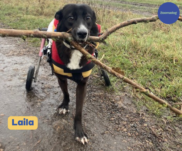 Dog Wheelchair UK - Walkin Wheels