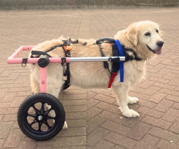 Dog Wheelchair UK - Walkin Wheels
