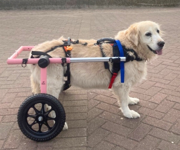 Dog Wheelchair UK - Walkin Wheels