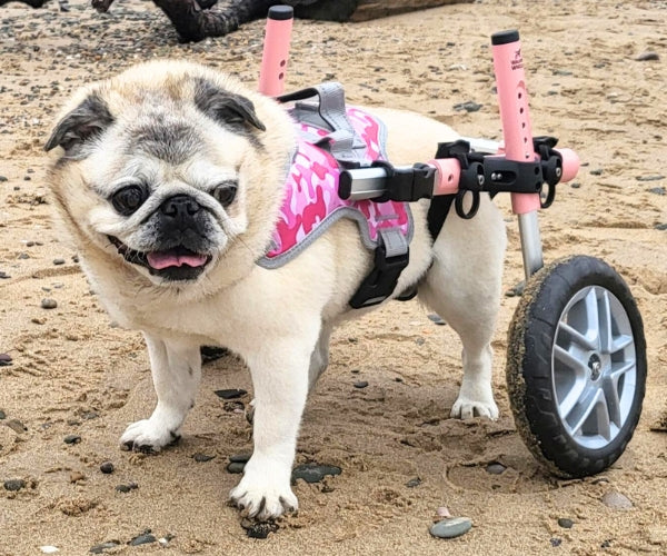 Dog Wheelchair UK - Walkin Wheels