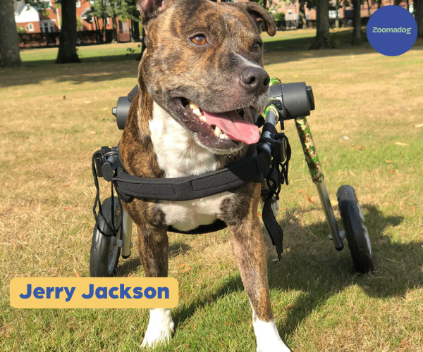 Dog Wheelchair UK - Walkin Wheels