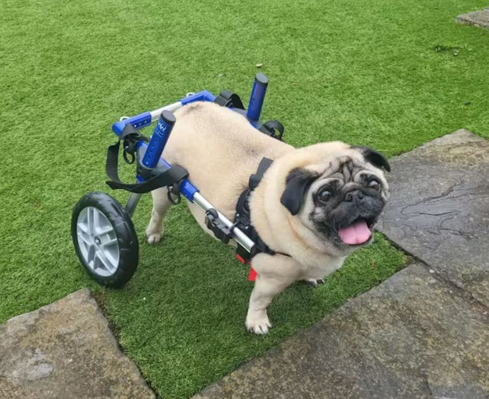 Lucky, with Pug Myelopathy