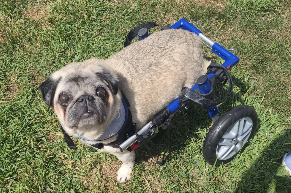 What is Pug Myelopathy?