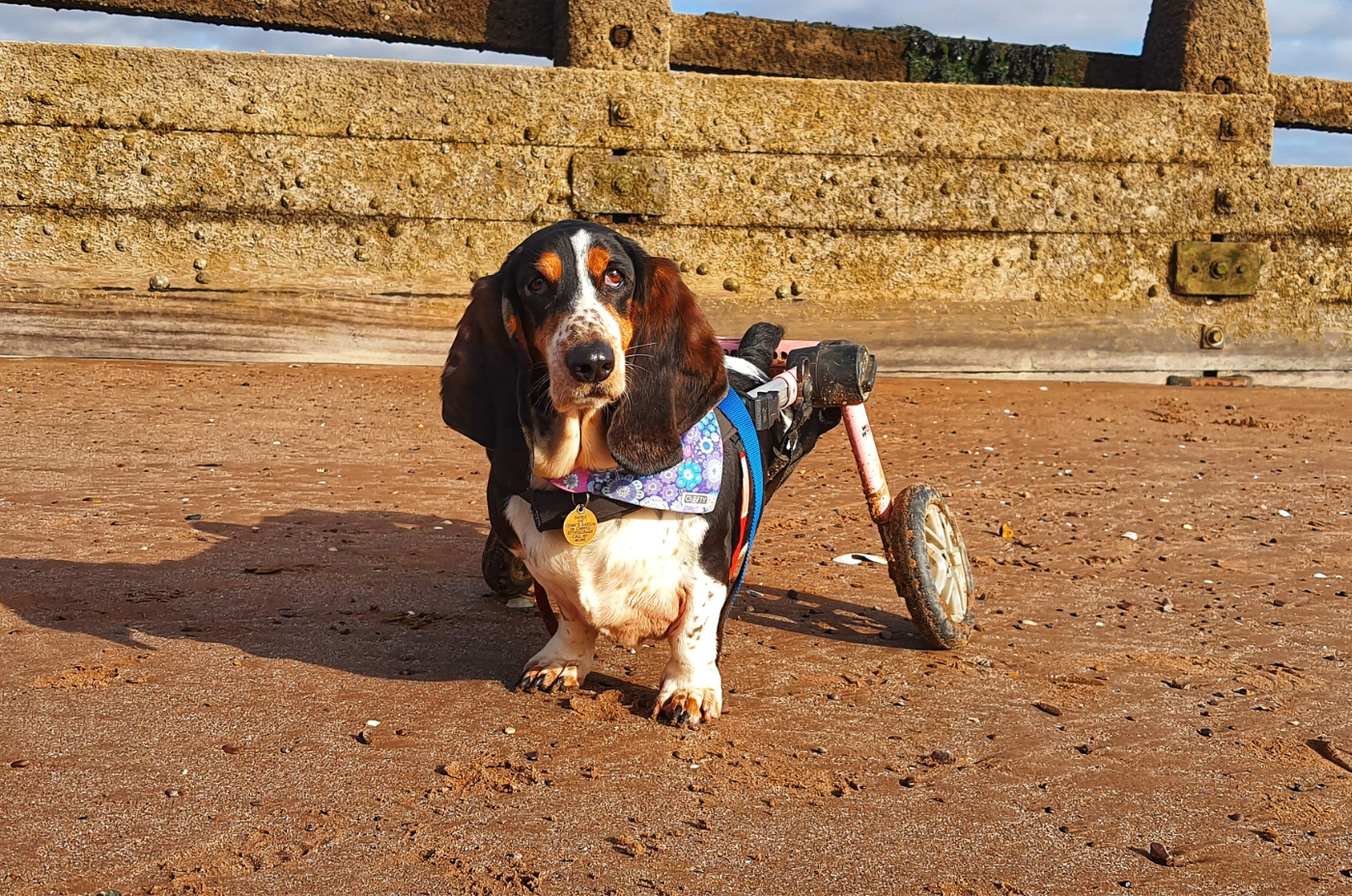 Read Inspiring Stories of Dogs Recovering from Injuries
